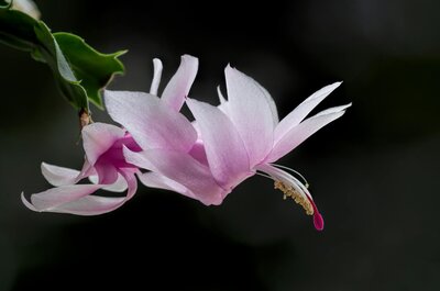 Christmas Cactus